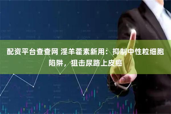 配资平台查查网 淫羊藿素新用：抑制中性粒细胞陷阱，狙击尿路上皮癌